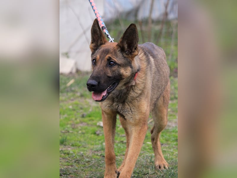 Ajax-Bezaubernde Schäfermix-Dame sucht ihre Familie!