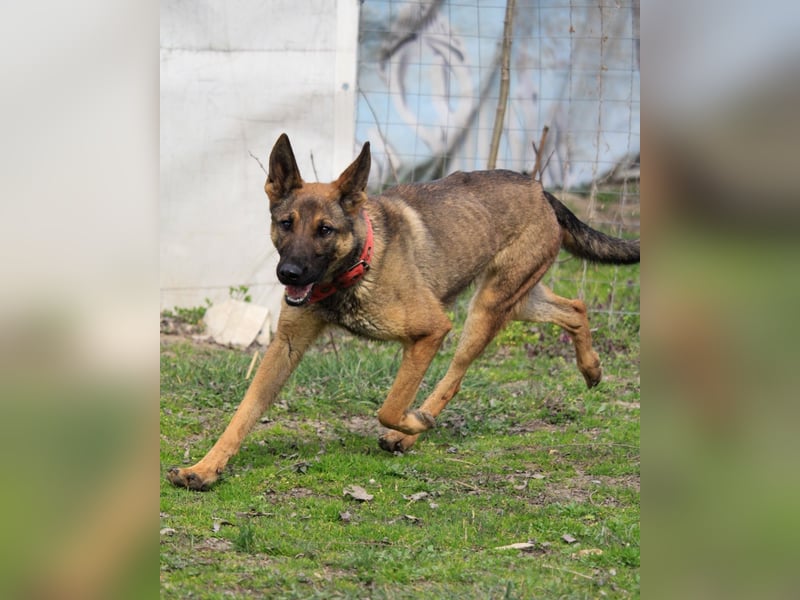 Ajax-Bezaubernde Schäfermix-Dame sucht ihre Familie!