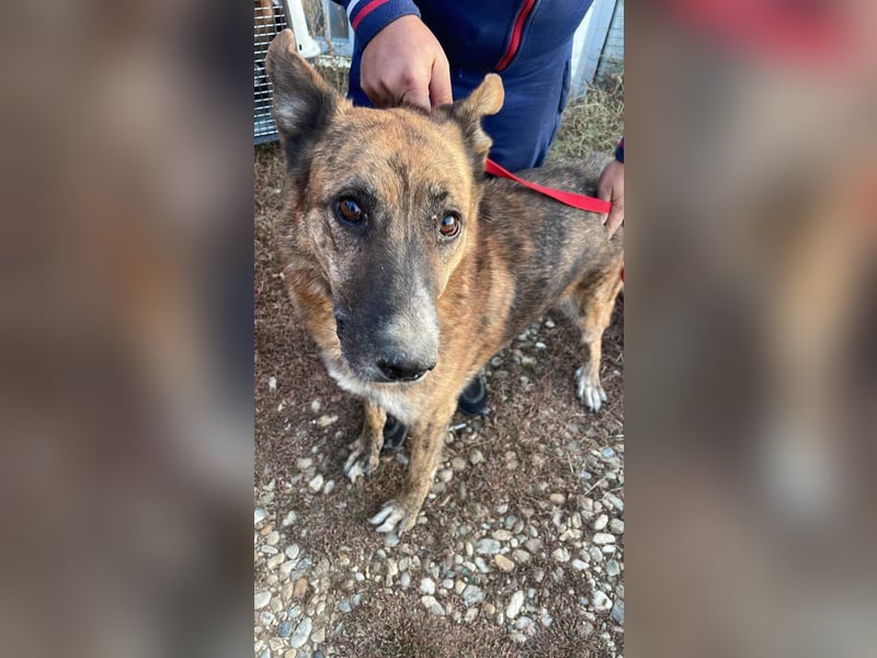 Angus - Notfall in Deutschland