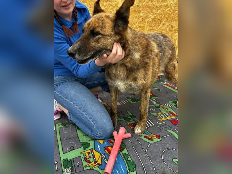 Angus - Notfall in Deutschland