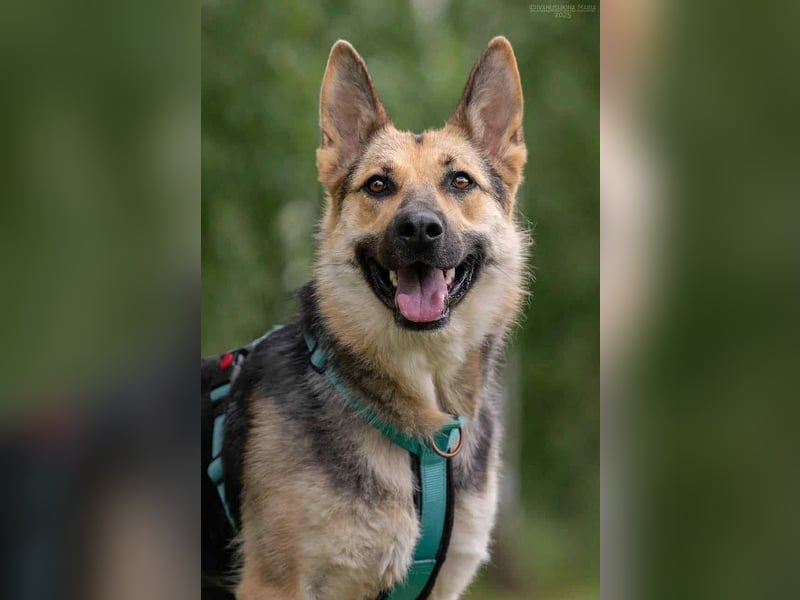 Zarte Mira sucht liebevolles Zuhause