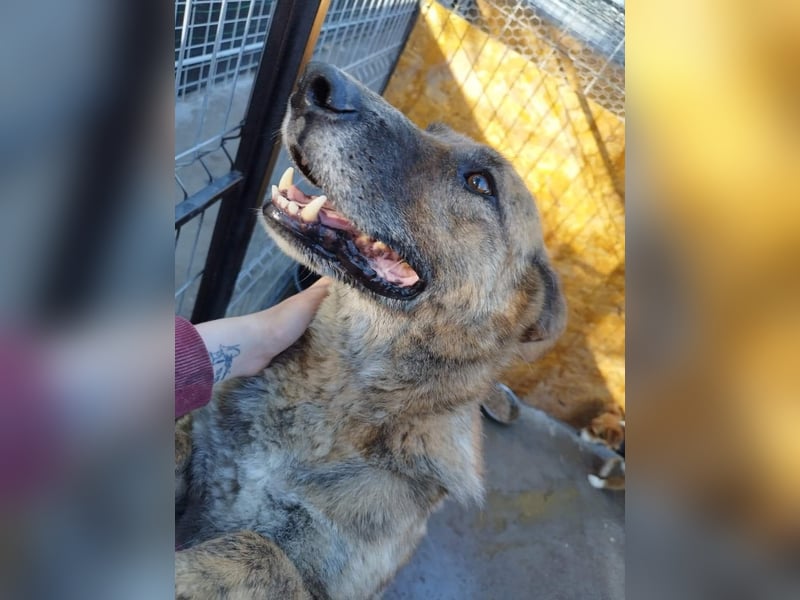 Angus - Notfall in Deutschland