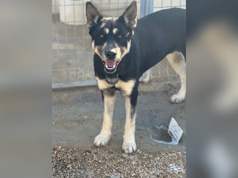 Leia, ein Herz voller Dankbarkeit