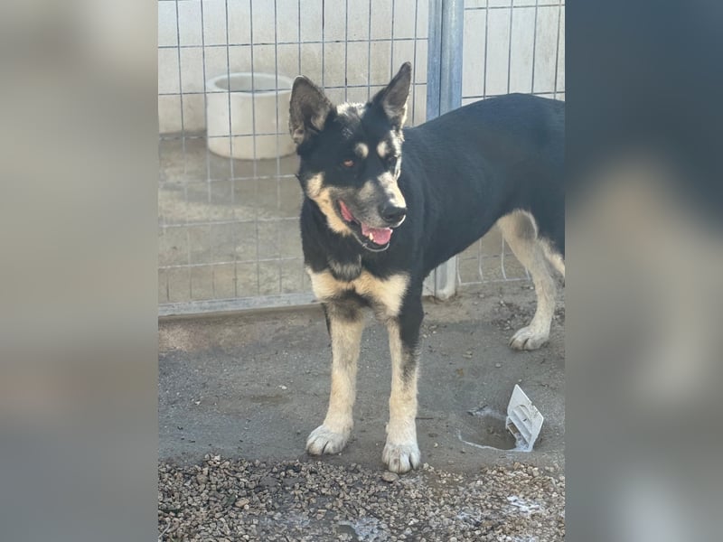 Leia, ein Herz voller Dankbarkeit