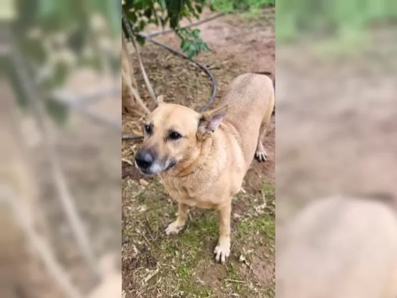 Lisa, wo darf Sie Geborgenheit finden