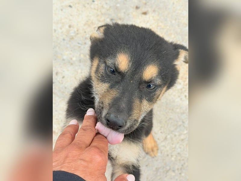 Nougat, wild frech und wunderbar