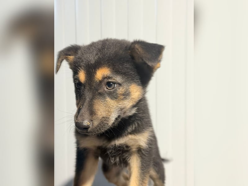 Nougat, wild frech und wunderbar