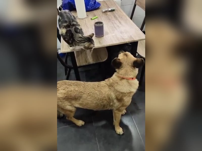 Aria, katzenfreundlich und sehr lieb