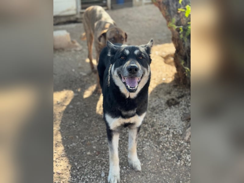 Leia, ein Herz voller Dankbarkeit