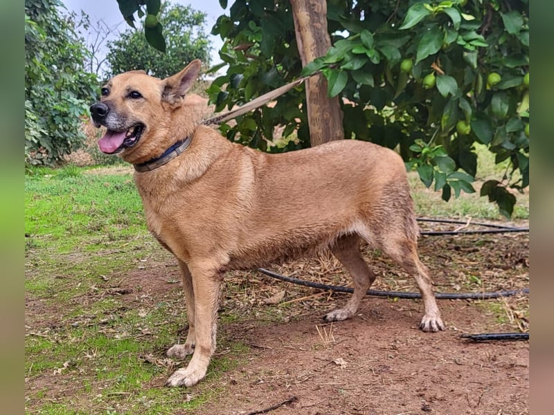 Lisa-Notfall! Einschläferung droht.  Auch Ps möglich