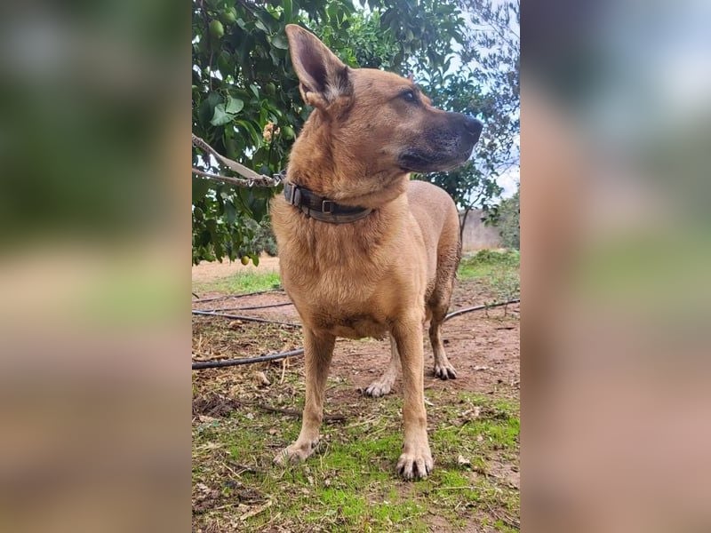 Lisa, absoluter Notfall! Katzenverträglich