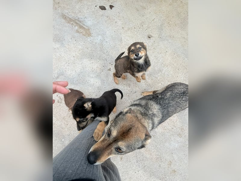 Nougat, wild frech und wunderbar