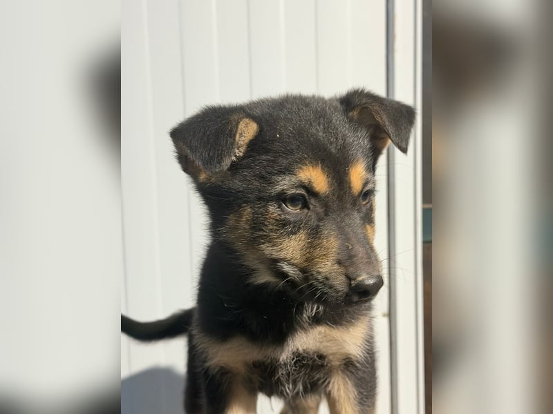 Nougat, wild frech und wunderbar