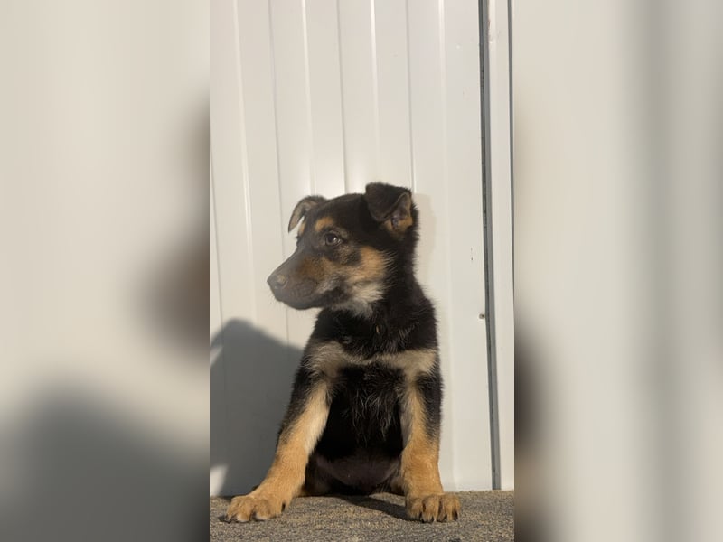 Nougat, wild frech und wunderbar