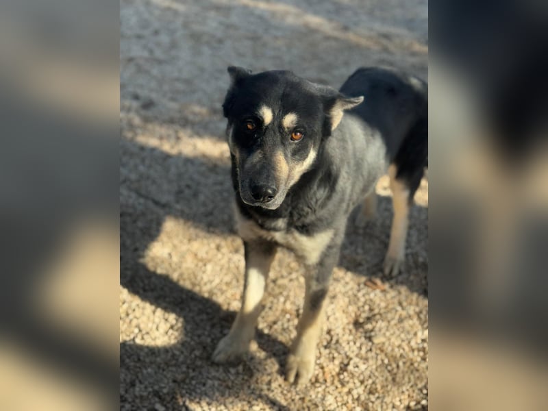 Leia, ein Herz voller Dankbarkeit