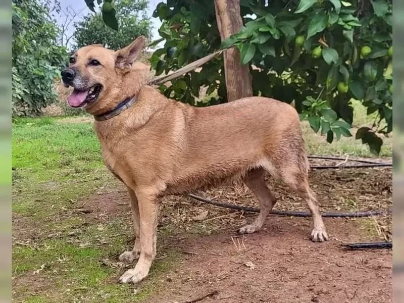 Lisa-Notfall! Einschläferung droht.  Auch Ps möglich