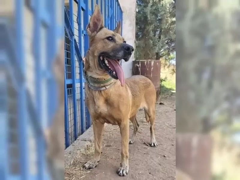 Lisa-Notfall! Einschläferung droht.  Auch Ps möglich