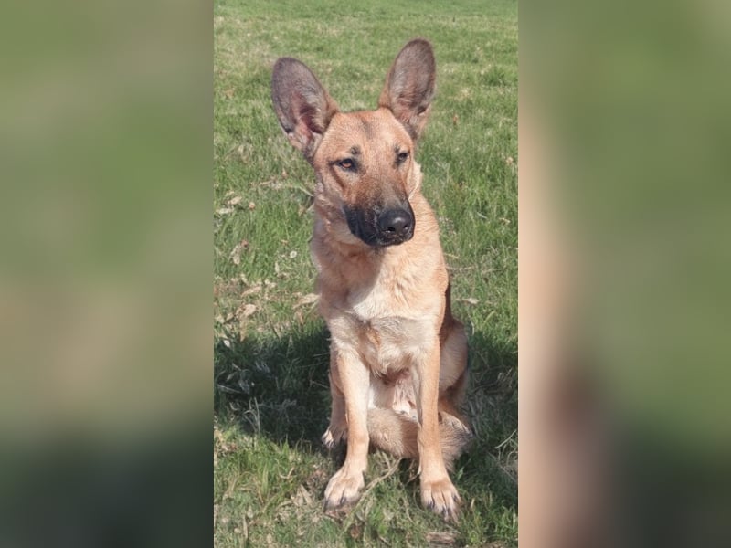 Aria, katzenfreundlich und sehr lieb