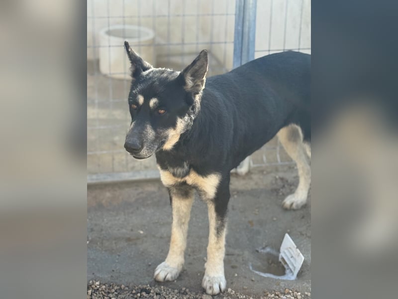 Leia, ein Herz voller Dankbarkeit