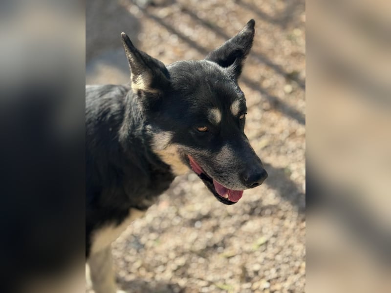 Leia, ein Herz voller Dankbarkeit