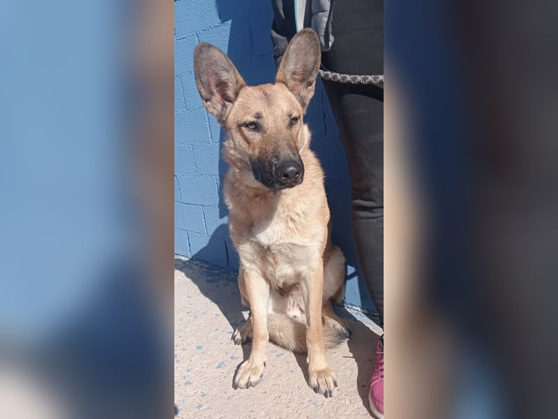 Aria, katzenfreundlich und sehr lieb