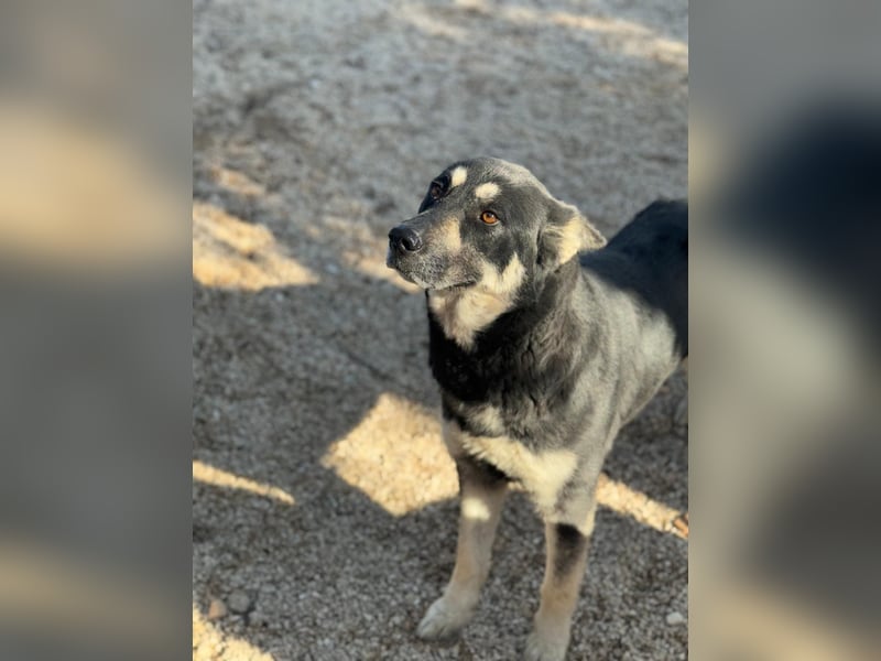 Leia, ein Herz voller Dankbarkeit