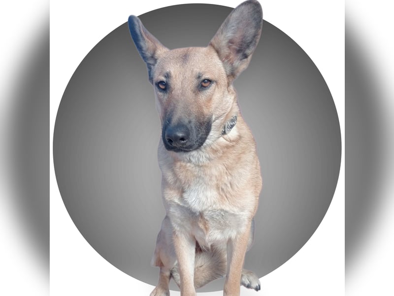 Aria, katzenfreundlich und sehr lieb