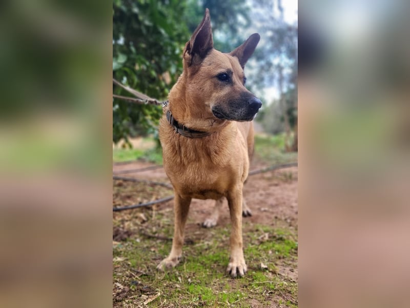 Lisa-Notfall! Einschläferung droht.  Auch Ps möglich