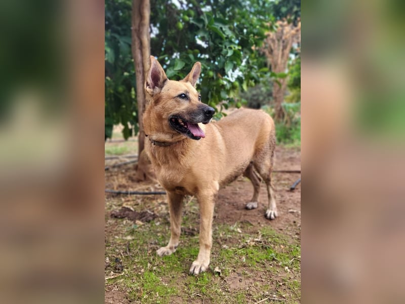 Lisa-Notfall! Einschläferung droht.  Auch Ps möglich