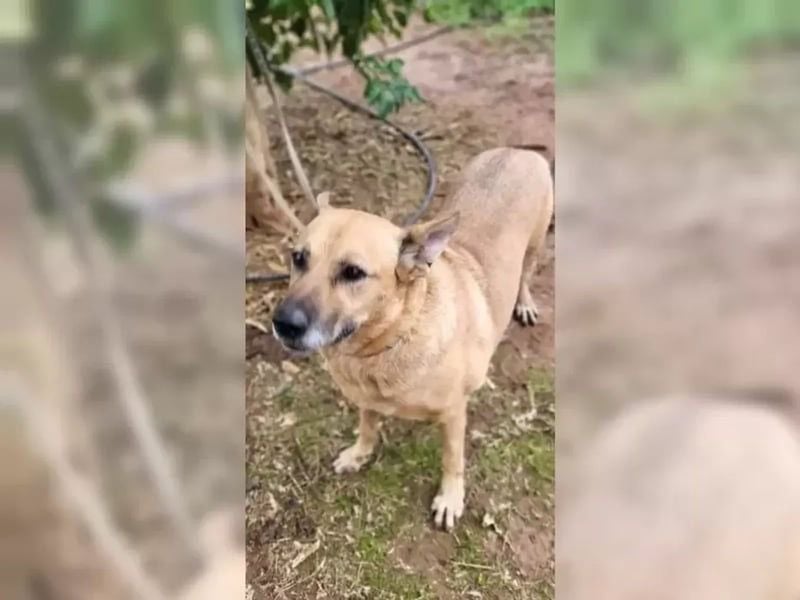 Lisa, absoluter Notfall! Katzenverträglich