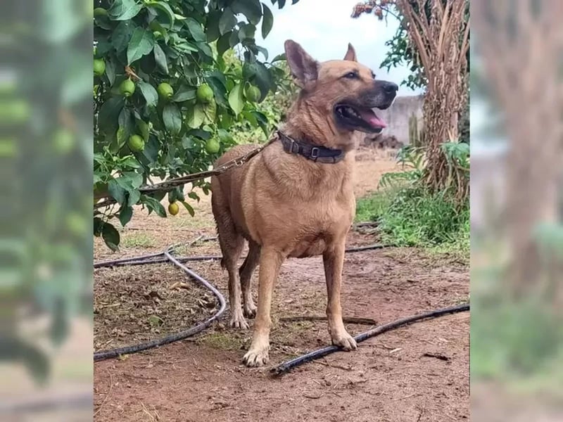 Lisa, menschenbezogen und verspielt