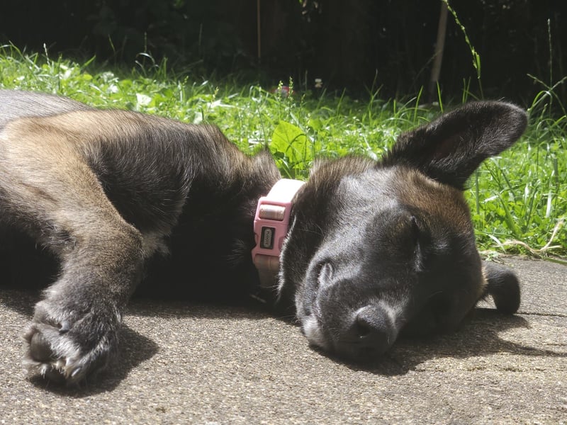 Nezuko braucht ein neues Zuhause Nezuko braucht ein neues Zuhause