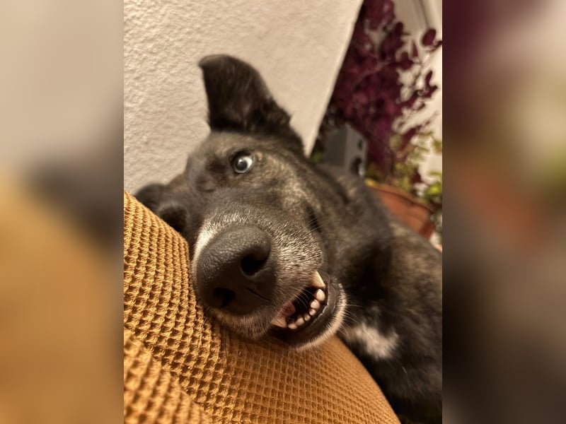 Nezuko braucht ein neues Zuhause Nezuko braucht ein neues Zuhause