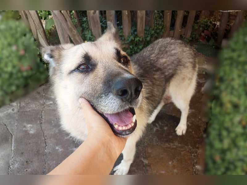 HARRY – gelassener, liebevoller Schäferhund-Mix sucht seine Familie