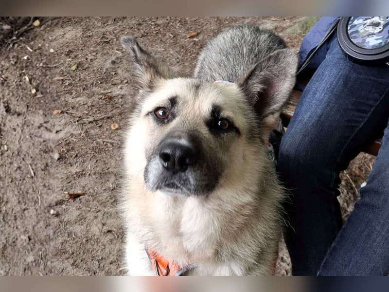 HARRY – gelassener, liebevoller Schäferhund-Mix sucht seine Familie