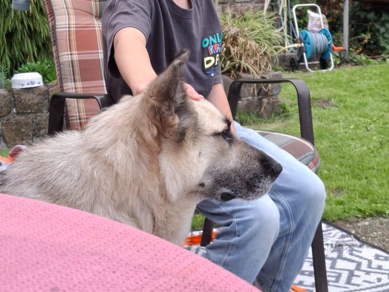 HARRY – gelassener, liebevoller Schäferhund-Mix sucht seine Familie