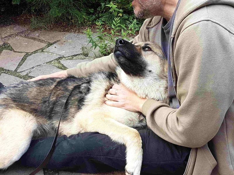 FRODO - verschmuster Schäferhund-Husky Mix Rüde sucht seine Familie