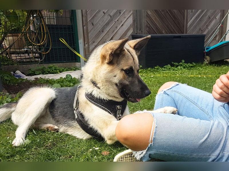 Kimi – junge osteuropäische Schäferhündin Mix