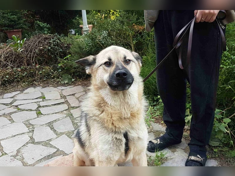 FRODO - verschmuster Schäferhund-Husky Mix Rüde sucht seine Familie
