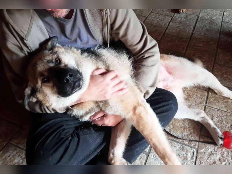 FRODO - verschmuster Schäferhund-Husky Mix Rüde sucht seine Familie