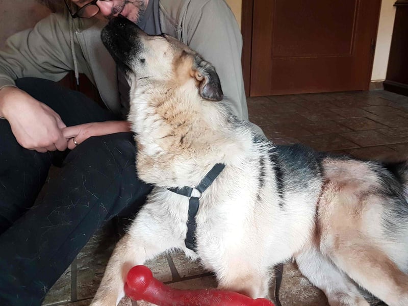 FRODO - verschmuster Schäferhund-Husky Mix Rüde sucht seine Familie