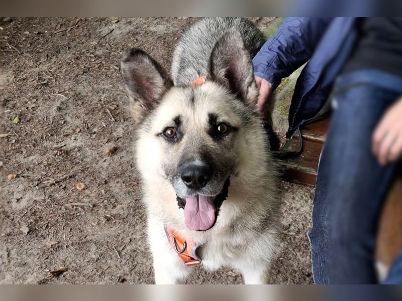 HARRY – gelassener, liebevoller Schäferhund-Mix sucht seine Familie