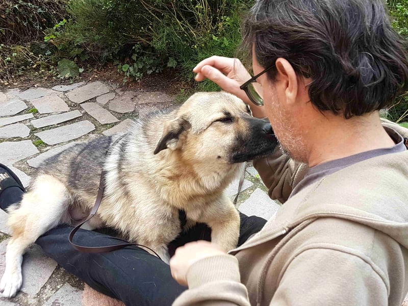 FRODO - verschmuster Schäferhund-Husky Mix Rüde sucht seine Familie
