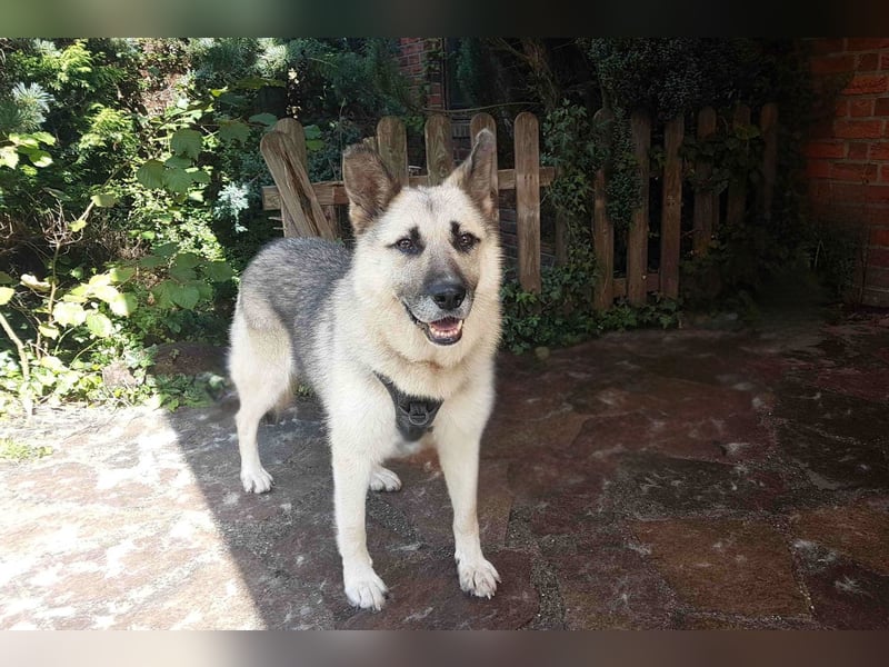 HARRY – gelassener, liebevoller Schäferhund-Mix sucht seine Familie
