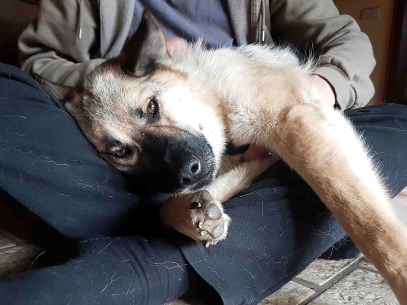 FRODO - verschmuster Schäferhund-Husky Mix Rüde sucht seine Familie