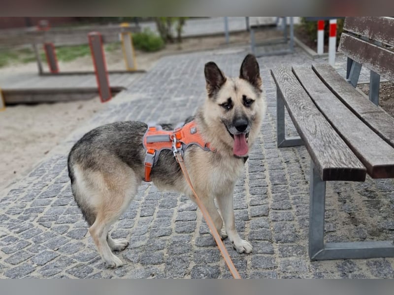 HARRY – gelassener, liebevoller Schäferhund-Mix sucht seine Familie