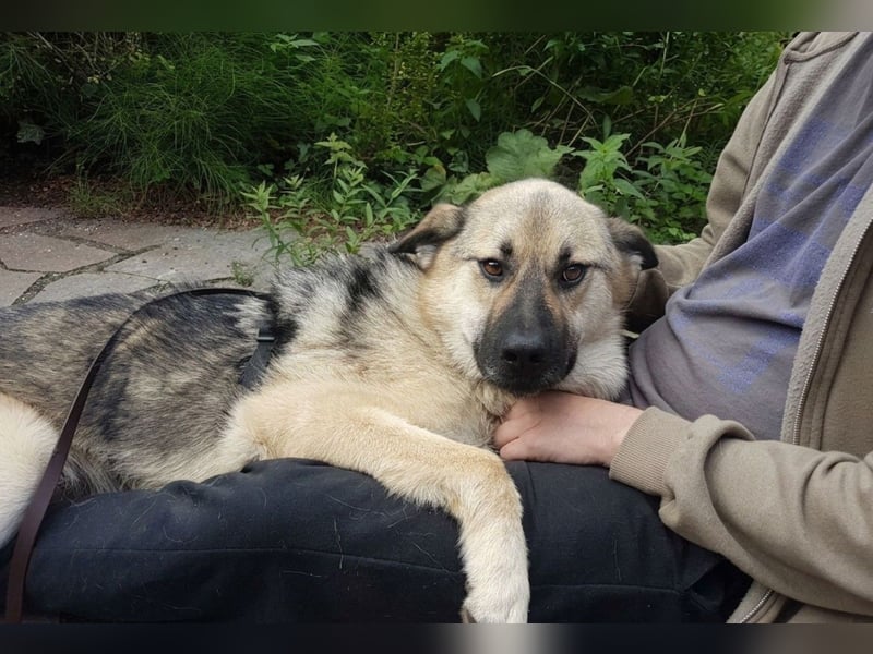 FRODO - verschmuster Schäferhund-Husky Mix Rüde sucht seine Familie