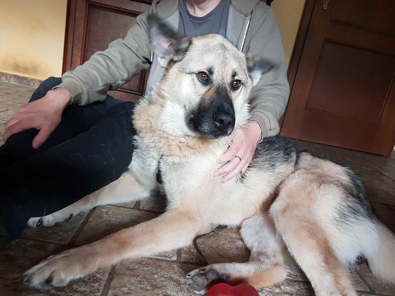 FRODO - verschmuster Schäferhund-Husky Mix Rüde sucht seine Familie