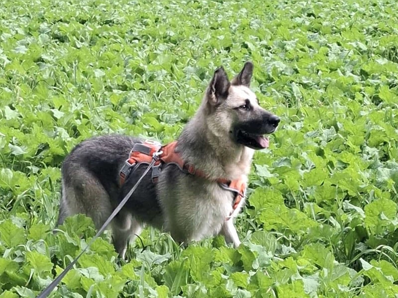 HARRY – gelassener, liebevoller Schäferhund-Mix sucht seine Familie