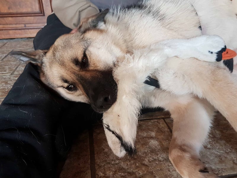 FRODO - verschmuster Schäferhund-Husky Mix Rüde sucht seine Familie
